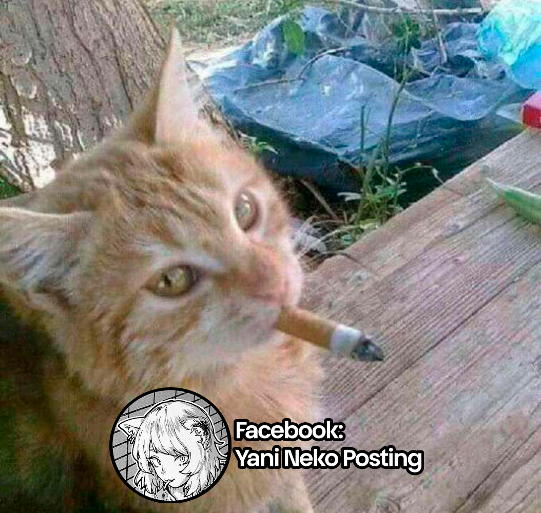 Yani Neko 6mg 第7页