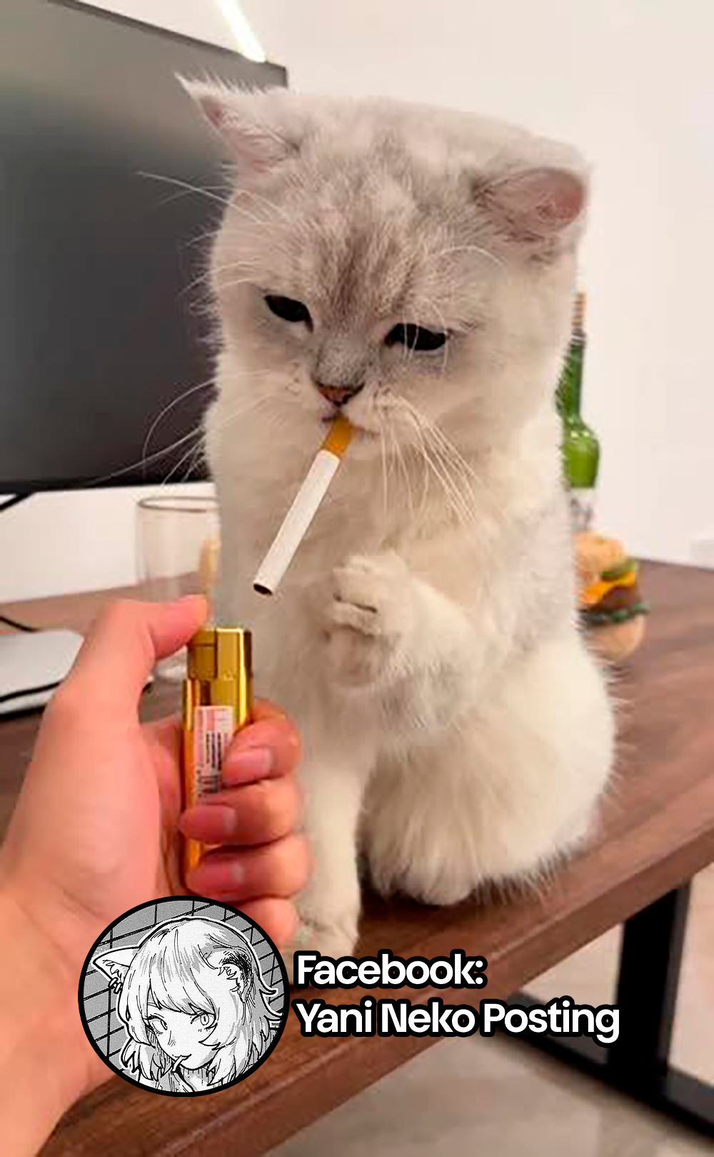 Yani Neko 3mg 第15页
